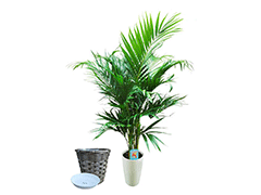 W0027 【環境・社会貢献】OWSアレカヤシ鉢植え