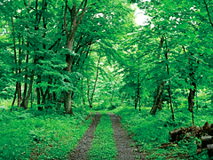 W0911 【ご寄付】【環境・社会貢献】アファンの森財団森林保全基金
